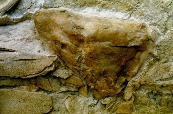 labiryntodont Acanthostega 350 mln lat zanikłe płetwy grzbietowe trzonopłetwa