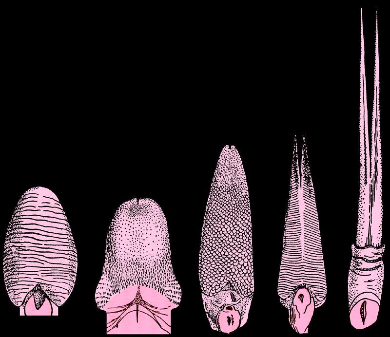 LACERTILIA JASZCZURCZY język Dibamidae dibamid Anelytropsis Dibamus