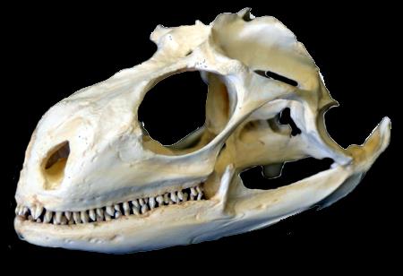 LACERTILIA LEGWANY bywają roślinożerne Iguanidae biegnący po