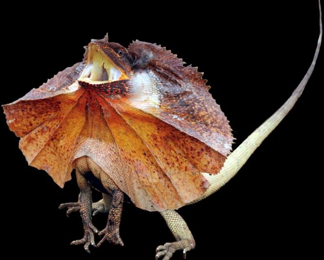 chwytny język kameleon Chameleo agamy wymiana zębów warany i in.