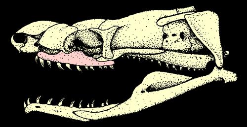 Colubridae SQUAMATA WĘŻE elastyczna czaszka Ophidia glebowy Anilius miewa tylne kończyny pyton Python tylko u kopalnych i dzisiejszych