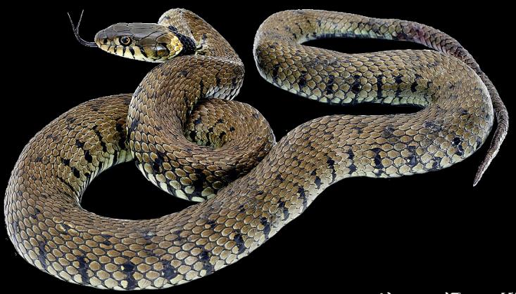 SQUAMATA ŻMIJE uzębienie Ophidia żmija Asemiops zaskroniec Natrix os maxillare prostokątne łuski na brzuchu stopniowa redukcja kości szczękowej i zmniejszanie