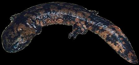 CAUDATA PIERWOTNE płazy ogoniaste cryptobranchiid Andrias