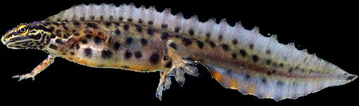 CAUDATA salamandra Salamandra SALAMANDRY pierwotnie strumieniowe 5 palców 4 palce zapłodnienie wewnętrzne traszka Triturus samica