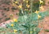 Brassica juncea Brassica nigra Brassica