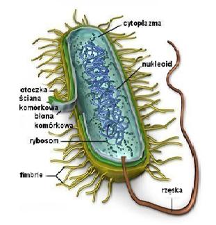 Jak są zbudowane bakterie? Ściana komórkowa - otacza komórkę bakteryjną, jest sztywna, nadaje kształt komórce, pełni funkcję ochronną.