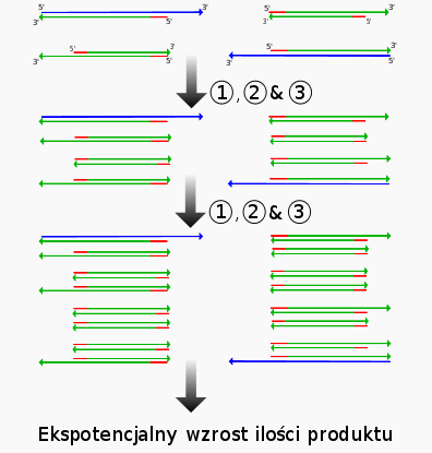 Metoda PCR Łańcuchowa reakcja polimerazy, PCR (ang. Polymerase Chain Reaction), metoda powielania fragmentów DNA w warunkach laboratoryjnych.