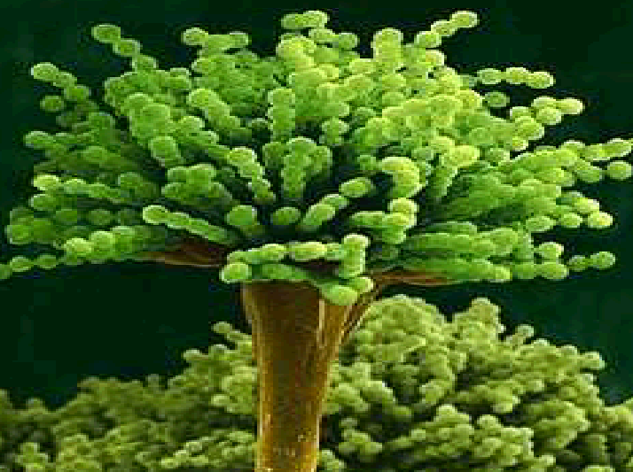 Aspergillus Aspergillus (Kropidlak) - rodzaj grzybów saprofitycznych z klasy workowców.