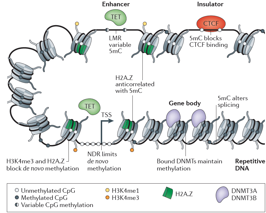 Metylacja DNA a struktura chromatyny