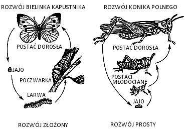 Kwiat odpowiada za rozmnażanie rośliny.