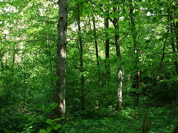 Obiekt przyrodniczy nr 65 FRANCISZKOWO 3 siedliska chronione (w tym 2 priorytetowe) Grąd subkontynentalny Tilio-Carpinetum kod 9170-2