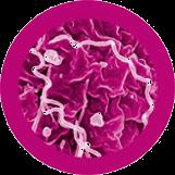 Chlamydia Salmonella MRSA Streptococcus Max Rozmiar (nm)... 1000 Max Rozmiar (nm)... 1000 Max Rozmiar (nm)... 1000 Max Rozmiar (nm)... 1000 Liczba gatunków... 3 Zagrożenie dla człowieka.