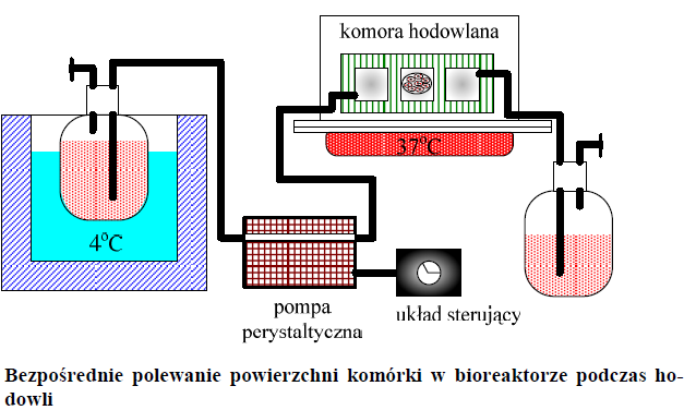 Własności chrząstki stawowej Zmiany