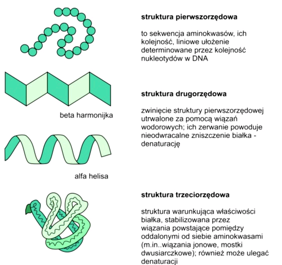 2. Struktura II-rzędowa mówi nam o układzie przestrzennym wynikającym z obecności wiązań wodorowych. Są dwie konformację łańcucha polipeptydowego.
