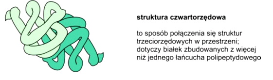 Podział białek Podstawowy podział białek: 1. Białka proste - proteiny, które po hydrolizie dają wyłącznie aminokwasy 2.