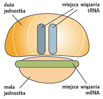 Rybosom Liczba rybosomów w komórce eukariotycznej wynosi przeciętnie parę milionów i w dużej mierze zależy od aktywności metabolicznej komórki.