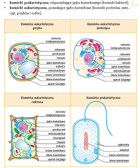 Przykłady komórek Komórki eukariotyczne posiadają jądro komórkowe oraz cytoplazmę, w której znajdują się składniki komórkowe plazmatyczne: błona komórkowa, cytoplazma
