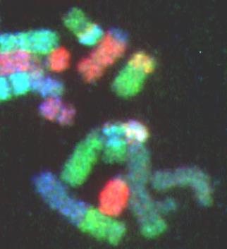 Schemat powstawania popromiennych aberracji chromosomowych mutacje