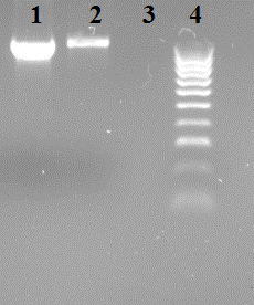 Próby, które dały pozytywny wynik w teście serologicznym, zostały zweryfikowane za pomocą testu RT-PCR.