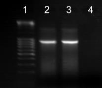 techniki molekularnej loop mediated isothermal amplification - LAMP również do wykrywania tego szkodnika.