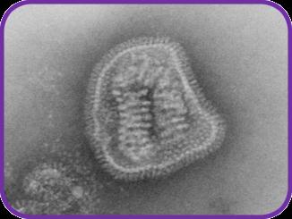 Kształtem mogą przypominać: Spirale Wirusy są mniejsze od bakterii i czasami żyją wewnątrz komórki bakterii! Niektóre wirusy wywołują u nas choroby.