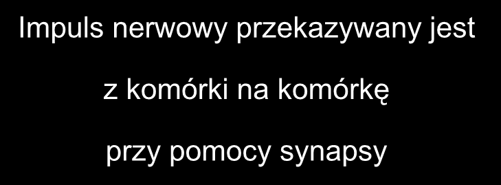 Impuls nerwowy przekazywany jest z komórki na komórkę przy