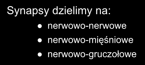 W skład synapsy wchodzi: błona presynaptyczna szczelina synaptyczna błona postsynaptyczna Synapsy