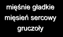 Efektor = narząd wykonawczy Układ somatyczny mięśnie poprzecznie prążkowane mięśnie