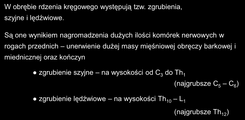 W obrębie rdzenia kręgowego występują tzw. zgrubienia, szyjne i lędźwiowe.