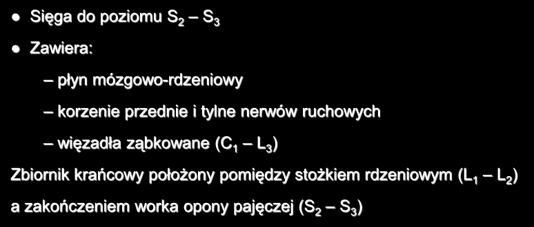 Przestrzeń podpajęczynówkowa Sięga do poziomu S 2 S 3 Zawiera: płyn mózgowo-rdzeniowy korzenie przednie i tylne nerwów ruchowych więzadła ząbkowane (C 1 L 3 )