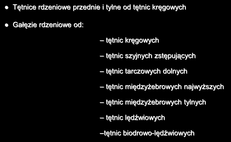 Unaczynienie rdzenia kręgowego Tętnice rdzeniowe przednie i tylne od tętnic kręgowych Gałęzie rdzeniowe od: tętnic kręgowych w odcinku szyjnym tętnic szyjnych zstępujących tętnic tarczowych dolnych