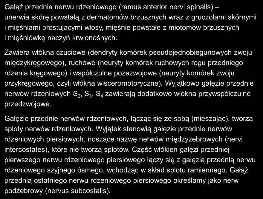 Gałąź przednia nerwu rdzeniowego (ramus anterior nervi spinalis) unerwia skórę powstałą z dermatomów brzusznych wraz z gruczołami skórnymi i mięśniami prostującymi włosy, mięśnie powstałe z miotomów