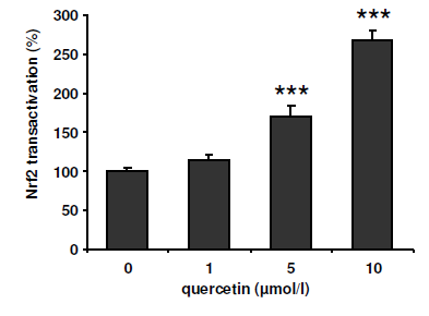 Kwercetyna aktywuje Nrf2 oraz zwiększa ekspresję