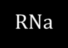 Biogeneza mikrorna RNA Polymerase II Pri-mikroRNAs are cięte przez specyficzny enzym Drosha nukleazę