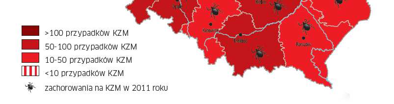 CHOROBY PRZENOSZOENE PRZEZ KLESZCZE kleszczowe zapalenie mózgu Kleszczowe zapalenie mózgu (KZM): Przebiega w dwóch etapach:» po 2 4 tygodniach od ugryzienia przez kleszcza mogą wystąpić objawy