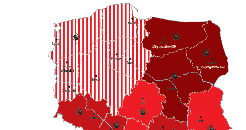 » Jeśli nie, po kilku dniach ponownie pojawia się gorączka, silny ból głowy, czasem poważne objawy neurologiczne.