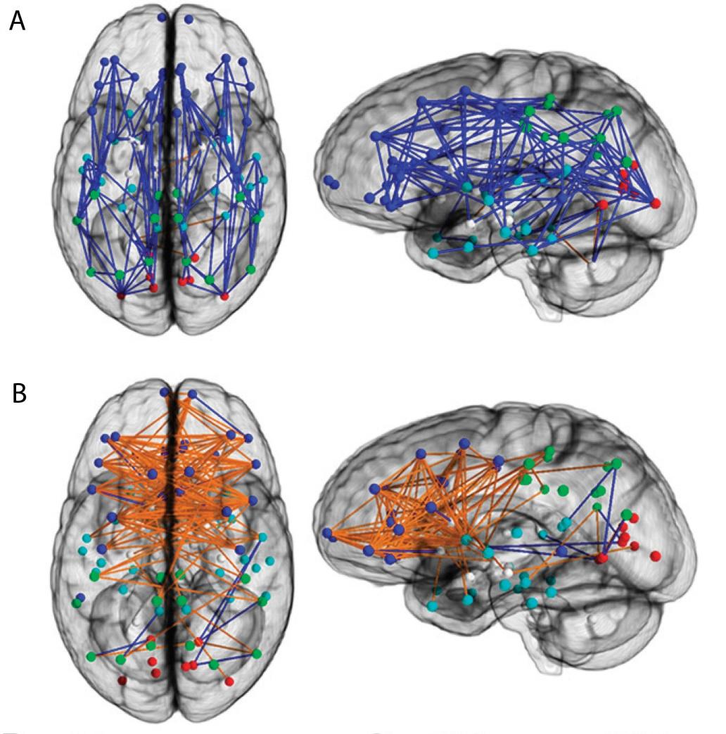 Połączenia w mózgu M i K Dominujące połączenia w mózgu mężczyzn (A) i kobiet (B).