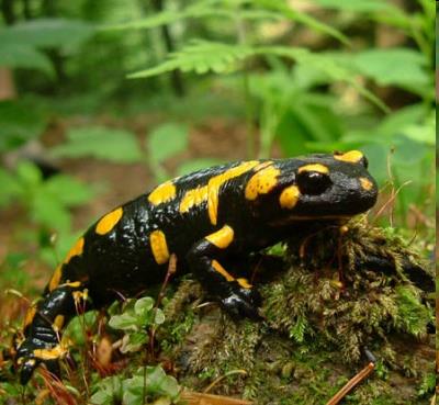 Data utworzenia 1981 Powierzchnia 70,28 km² Symbol parku: salamandra plamista. Park obejmuje środkową i północnowschodnią część Gorców.