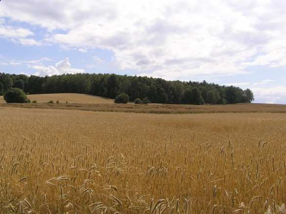 4.7.2011 co nas wyróŝnia Wysokie walory środowiska przyrodniczego związane ze źródliskami i dolinami rzek: Prosny, Wyderki, Potoku Skrońskiego, Pratwy i Stobrawy Rzeki Górki Zbiorniki wodne Liczne