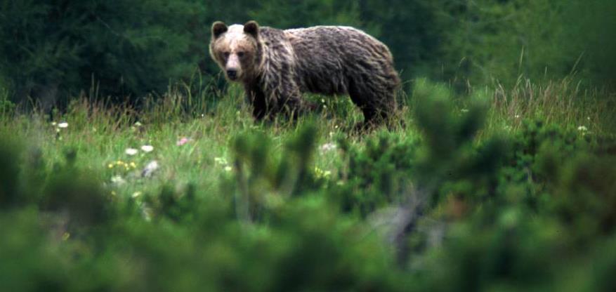 Warsztaty Ochrona niedźwiedzia brunatnego Tomasz Zwijacz-Kozica Tatrzański Park Narodowy,