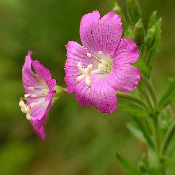 6430 Ziołorośla górskie (Adenostylion alliariae) i ziołorośla nadrzeczne