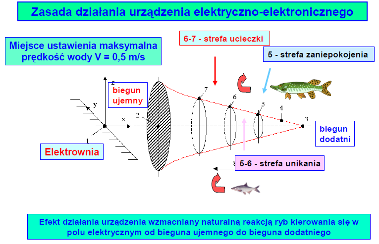 uzyskiwano 100% przeżywalności płastug, natomiast przy oddziaływaniu zmiennym pr ądem tej samej częstotliwości i napięciu, uzyskiwano przeżywalnośd tylko 30-40%.