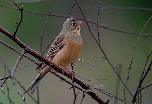 Awifauna