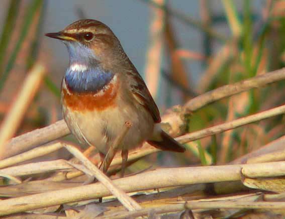 Awifauna Błot