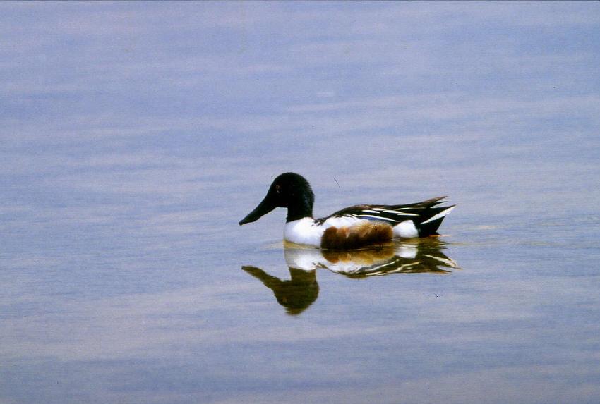 Awifauna Błot Rakutowskich