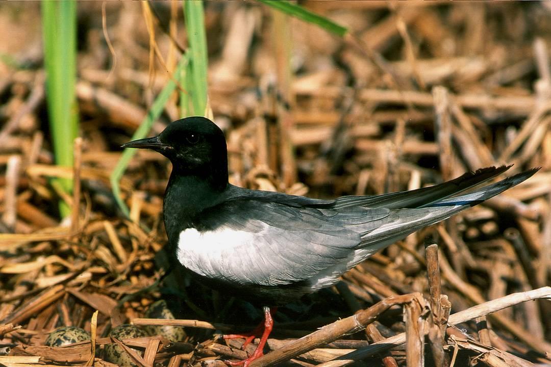 Awifauna Błot Rakutowskich PLB 040001