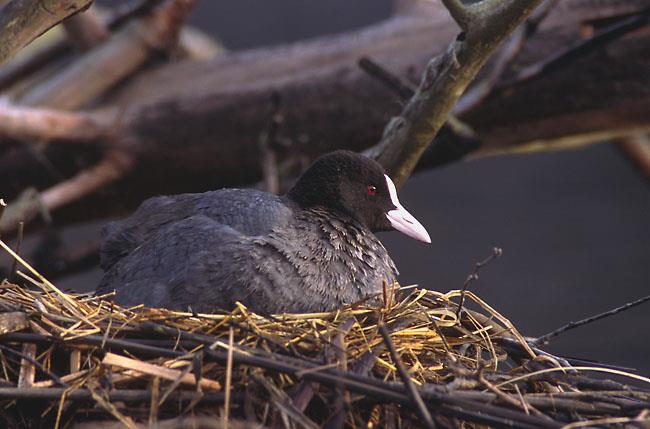 Awifauna Błot