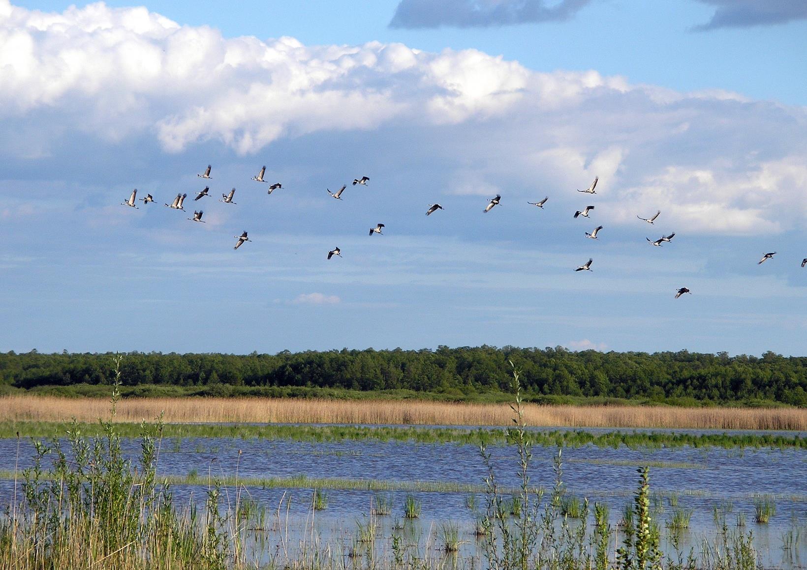 Awifauna Błot Rakutowskich PLB 040001 Zlot