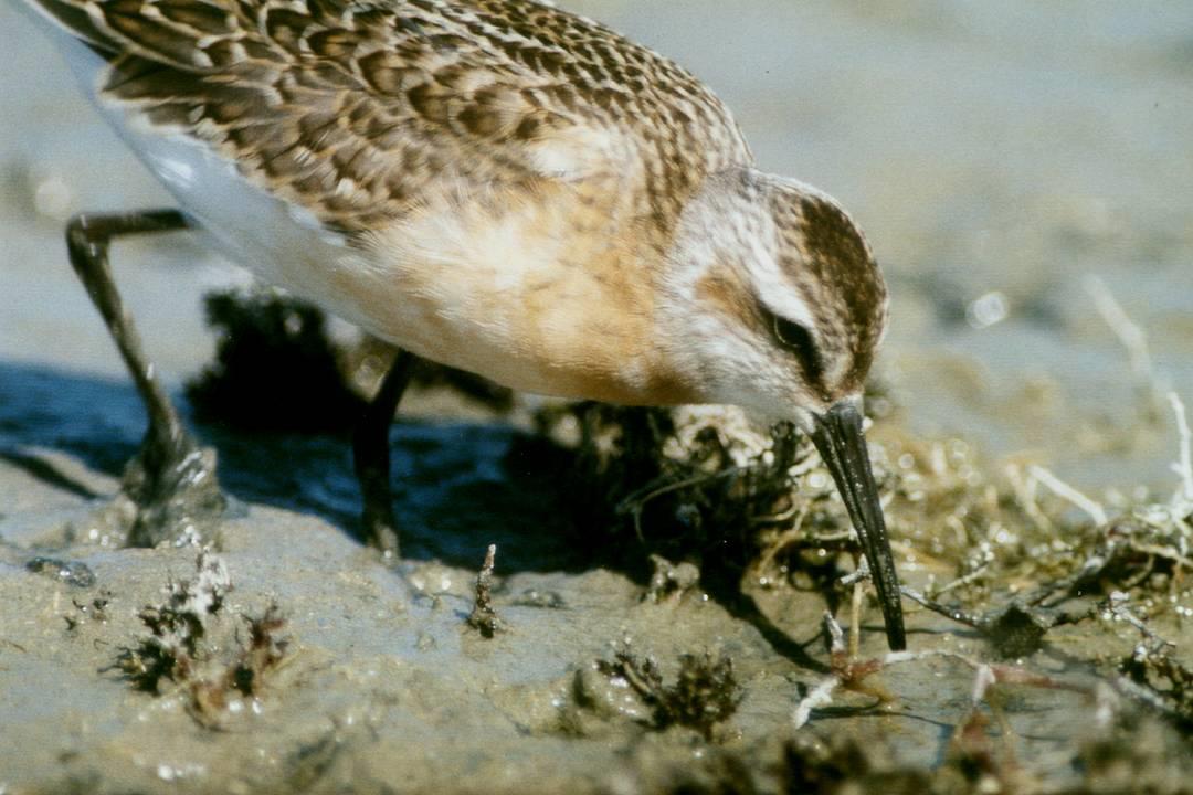 Awifauna Błot Rakutowskich PLB 040001