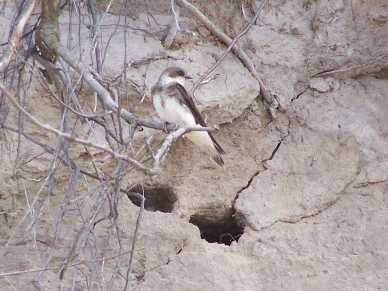 AWIFAUNA ŻWIROWNI SKOKI PLB 040005